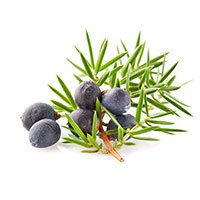 juniper-berries